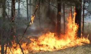 На Южном Урале за праздничные выходные сгорело 140 гектаров леса